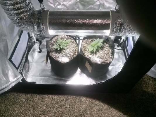 Here I Grow Again