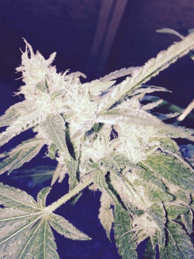 some-gorilla-glue-4-pics.jpg