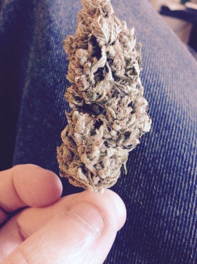 Some Gorilla Glue 4 Pics