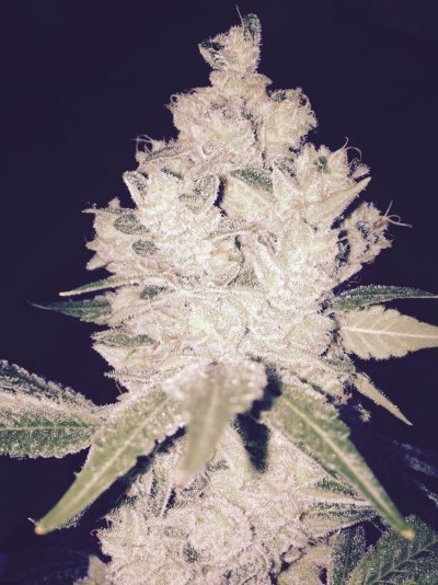 Some Gorilla Glue 4 Pics