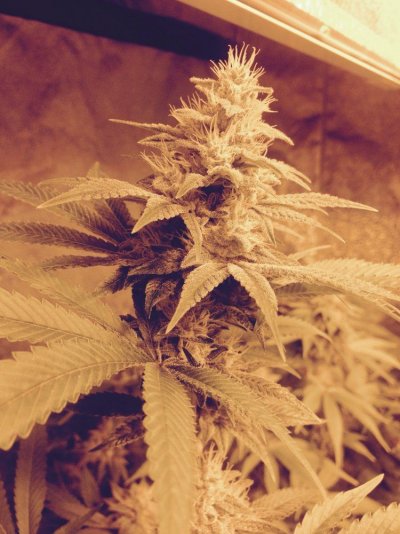 Some Gorilla Glue 4 Pics