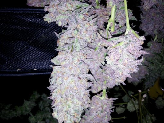 Jsd, Gg#4 Hydroponic Research Coco Grow