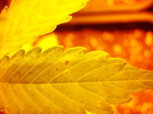 brown-spots-yellowing-bottom-leaves.jpg