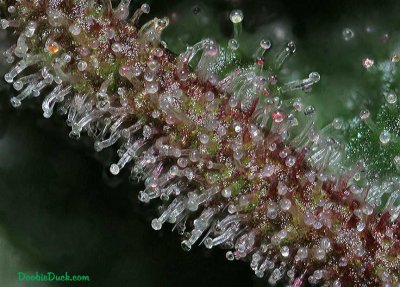 DoobieDuck's Macro Cannabis Images