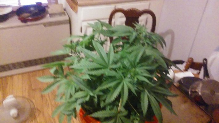 Multi Plant Bucket