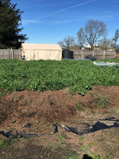 Massive Outdoor 2015 Northern Cali Grow,,,,