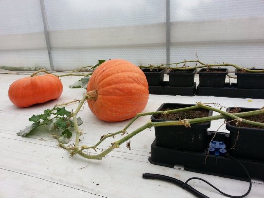 The Uk Awesome Member And Growers Thread