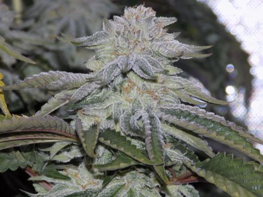 Gorilla Bubble