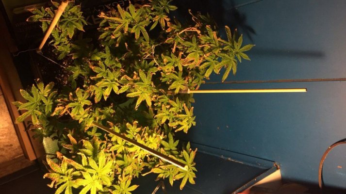 plant-deficiency--leaf-pictures-2.jpg