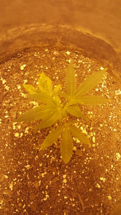 first-grow-400-watt-hps-4.jpg