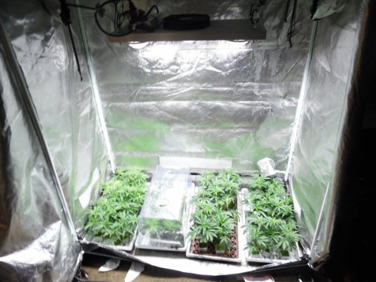 Does Anyone Use Led Lights To Clone?