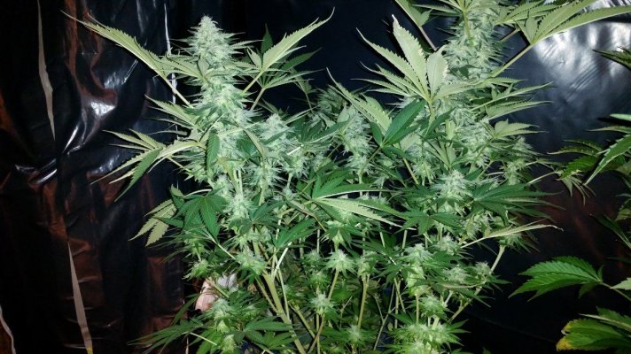 6000w Coco Multu Strain Grow