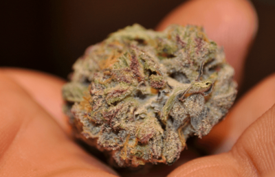 The Uk Awesome Member And Growers Thread