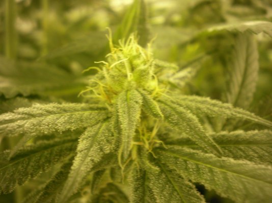 Gorilla Bubble