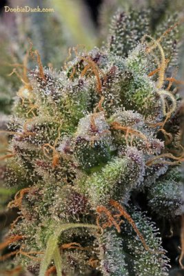 DoobieDuck's Macro Cannabis Images