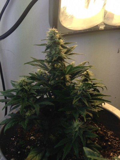 Auto In A Cup Grow Off Thread