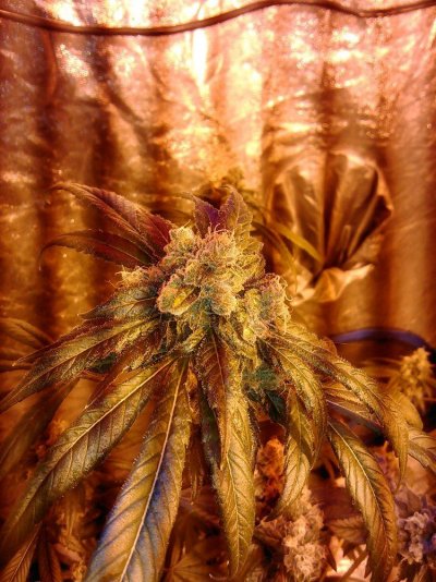 day-56-bagseed.jpg