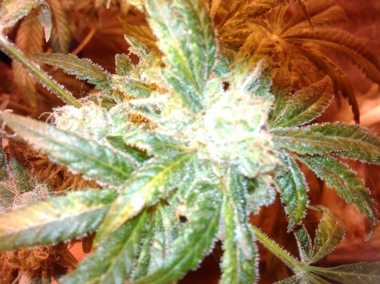 Day 56 Bagseed