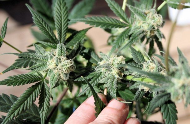 Gramma's Grow Diary..of Sorts