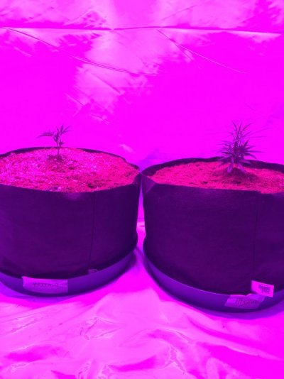 Pre 98 Bubba Kush & Afghani *led Grow*