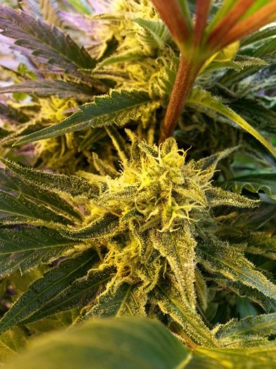 The Uk Awesome Member And Growers Thread