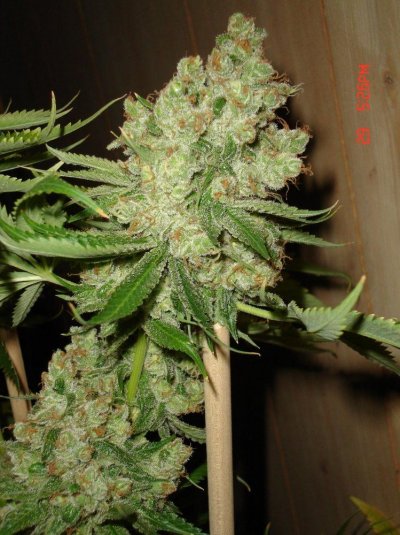 swerves-chemvalley-kush-4.jpg