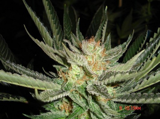 ogrs-strawberry-bubba-kush---kksc-pheno-3.jpg