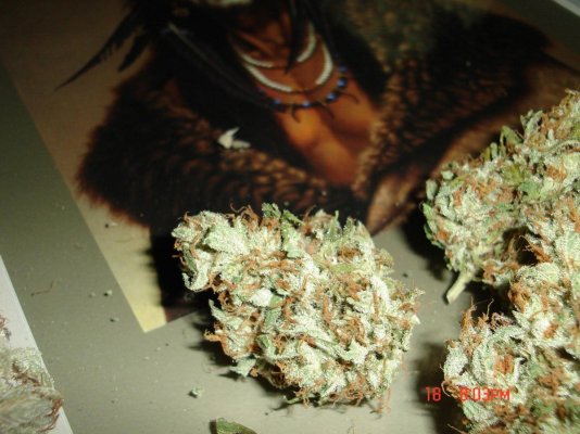 ogrs-strawberry-bubba-kush---kksc-pheno-11.jpg