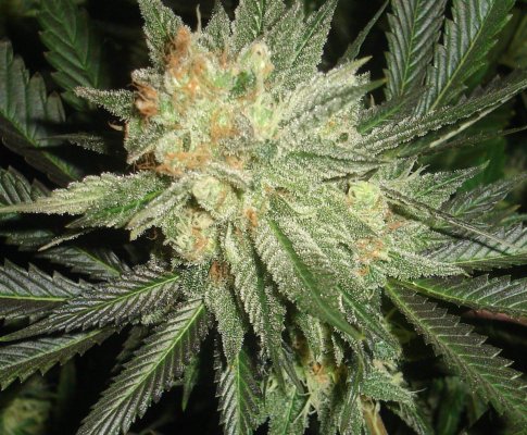 shmoes-kindness-chem-4-x-double-under-dawg-7.jpg