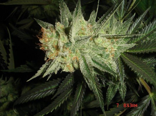 shmoes-kindness-chem-4-x-double-under-dawg-9.jpg