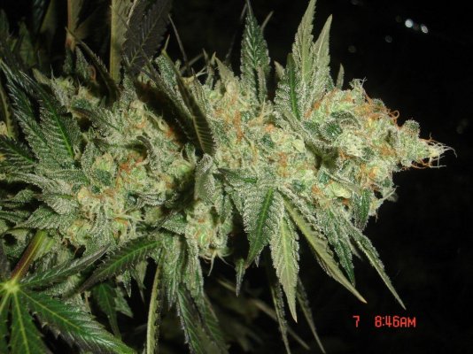 shmoes-kindness-chem-4-x-double-under-dawg-17.jpg