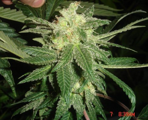 shmoes-kindness-chem-4-x-double-under-dawg-24.jpg