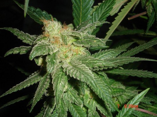 shmoes-kindness-chem-4-x-double-under-dawg-25.jpg
