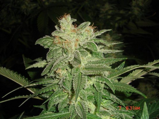 shmoes-kindness-chem-4-x-double-under-dawg-34.jpg