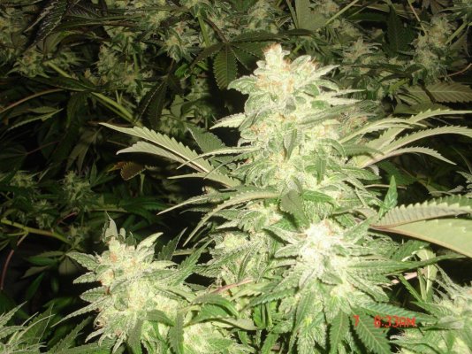 shmoes-kindness-chem-4-x-double-under-dawg-36.jpg