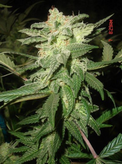 shmoes-kindness-chem-4-x-double-under-dawg-39.jpg