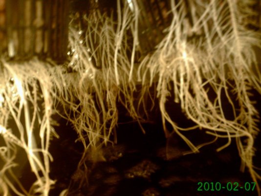 Plants 15 007.jpg