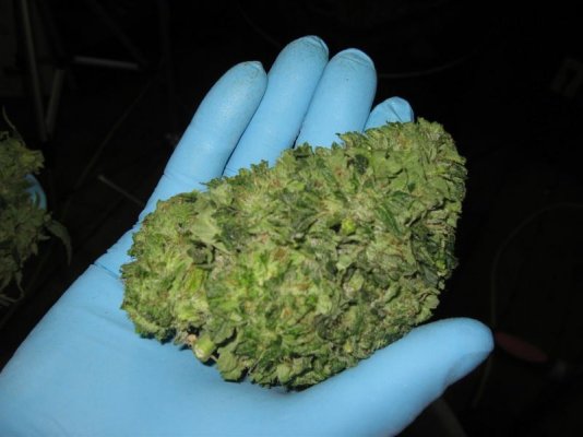 IMG_5409.JPGbubba.jpg