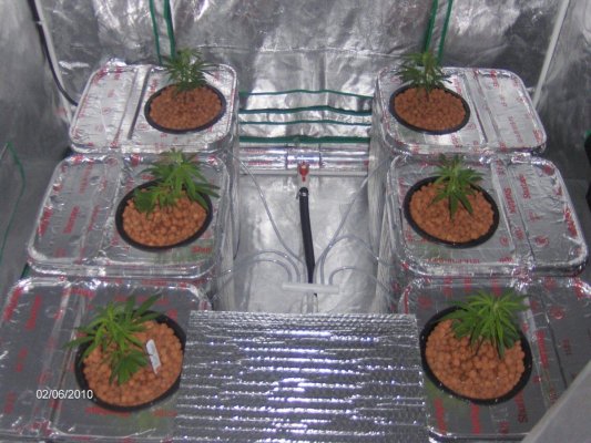 rcdwc-first-12-days-with-pics-blue-dream-3.jpg
