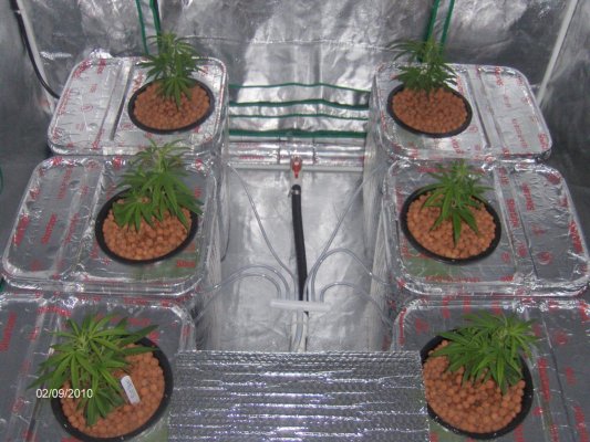 rcdwc-first-12-days-with-pics-blue-dream-5.jpg