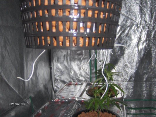 DWC Bucket Will. Not. Root.