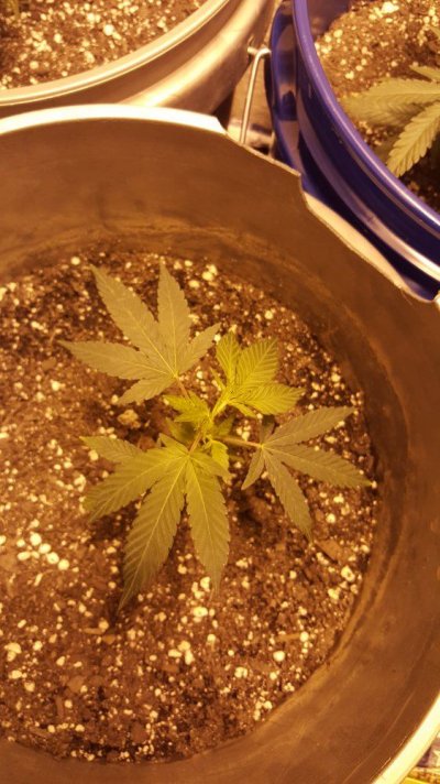 showing-pre-flowers-2-weeks-into-veg--super-dank-6.jpg
