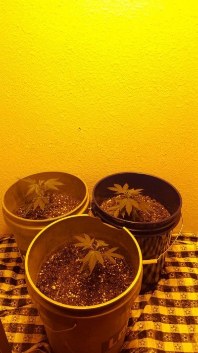 showing-pre-flowers-2-weeks-into-veg--super-dank-7.jpg