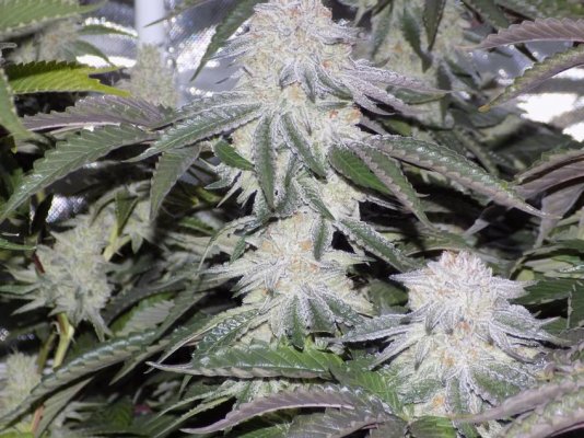 Gorilla Bubble