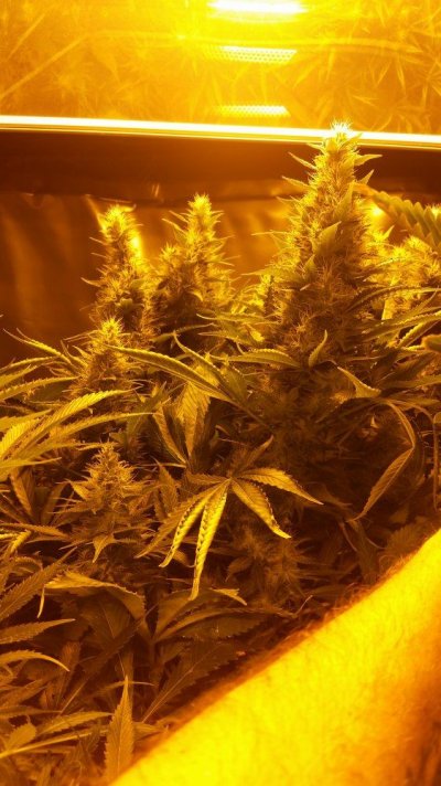 6000w Coco Multu Strain Grow