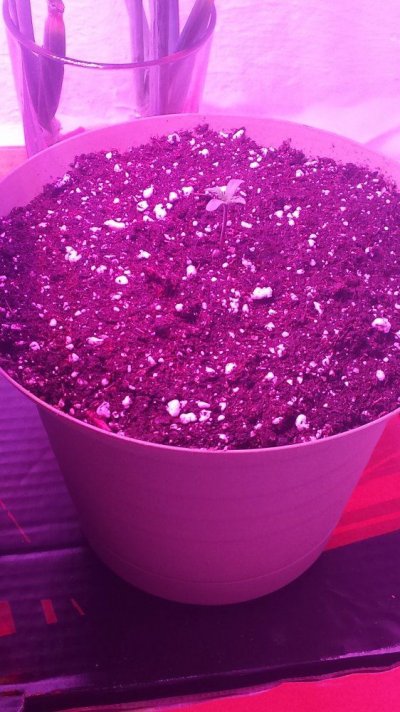 Nk's Winter Breeding Project