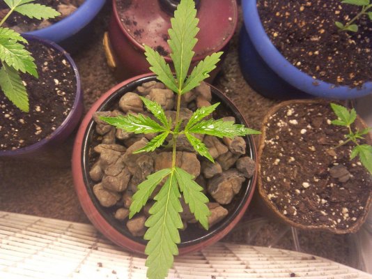 I'm A First Time Grower... Just Wondering Am I Doing Good Or Not