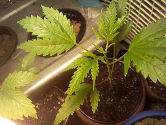 I'm A First Time Grower... Just Wondering Am I Doing Good Or Not