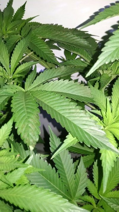 Living And Learning In Oregon