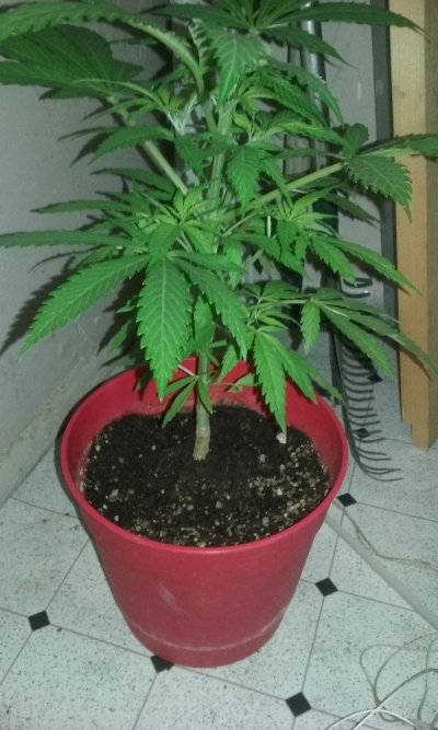 Late Flower?